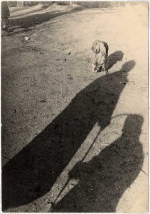 Der bedrohte Hund